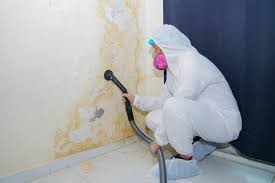 Best Emergency Mold Remediation  in Arlington, MN